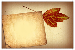 fall leaf